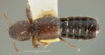Media type: image;   Entomology 6526 Aspect: habitus dorsal view